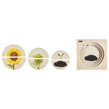 Carrega imatge al visor de galeria, Puzzle per pisos. Cicle de Vida girasol
