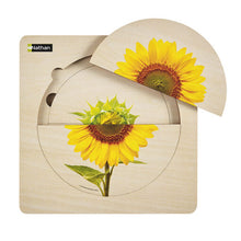 Carrega imatge al visor de galeria, Puzzle per pisos. Cicle de Vida girasol
